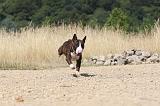 BULL TERRIER 055